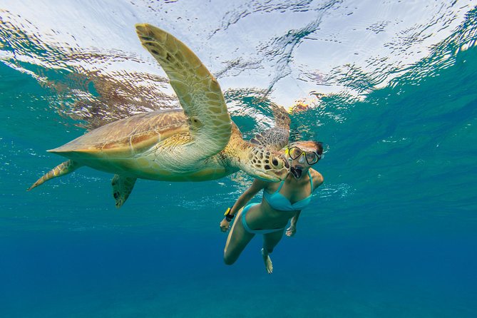 50' Luxury Yacht. Private Full or Half Day Catamaran Snorkel, & Beach Experience - Snorkeling moments you can plan around (sea turtles and more)