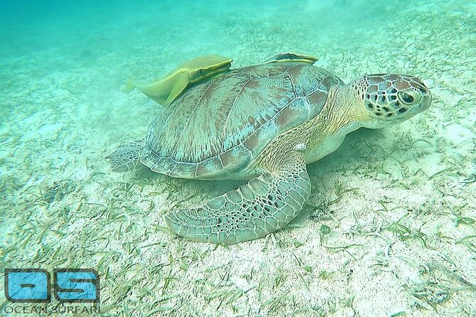 Afternoon Snorkel, Pizza & Sunset Tour departing from St. Thomas & St. John - The Sunset Dance Party: Music, Timing, and Why It Works