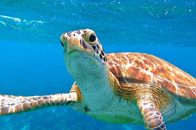 Best of Mangrove Lagoon Kayak, Hike and Snorkel Adventure with Picnic Lunch - Hiking Volcanic Cliffs and Reaching a Blowhole: The Non-Water Portion That Adds Power