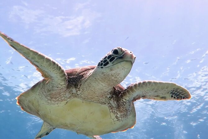 Cas Cay - Kayak Hike and Snorkel Adventure - What You Really Get From the Cas Cay Kayak Hike and Snorkel Trip
