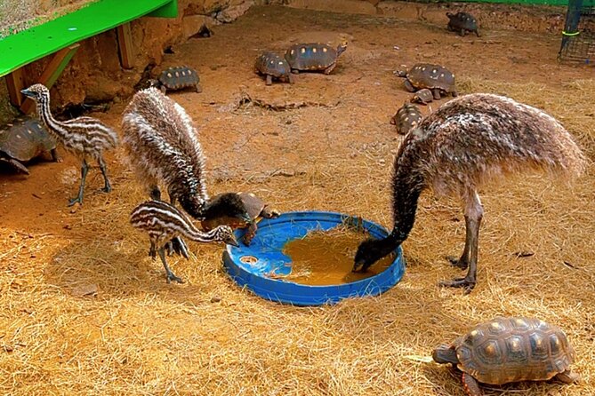 Connors Farms Petting Zoo - Snacks included, lunch not included: how to plan meals