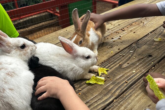 Connors Farms Petting Zoo - Private tour benefits: why your group stays in control