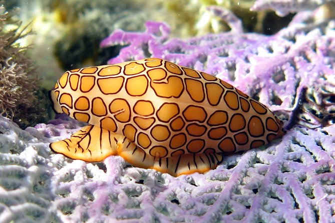 Coral Reef and Turtle Discovery Kayak and Snorkel Tour - Snorkel stop #1: the coral reef swim