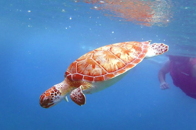 Coral Reef and Turtle Discovery Kayak and Snorkel Tour - The guide factor: why Sven’s style gets repeated credit