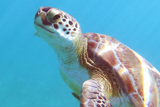 Coral Reef and Turtle Discovery Kayak and Snorkel Tour - What kayaking is like when you have zero experience