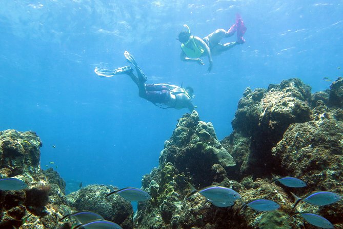 Coral Reef and Turtle Discovery Tour - Key tour takeaways