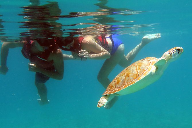 Coral Reef and Turtle Discovery Tour - Why This Kayak and Snorkel Tour Fits Beginners and Busy Schedules