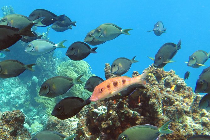 Coral Reef and Turtle Discovery Tour - Photos, Underwater Images, and the Real Cost of the Day