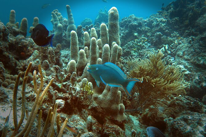 Coral Reef and Turtle Discovery Tour - Who This Tour Suits Best, and Who Might Want to Skip It