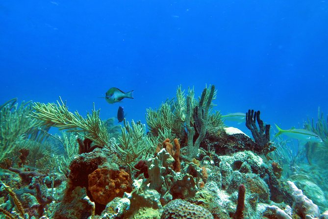 Coral Reef and Turtle Discovery Tour - Kayak Setup and Safety: What Happens Before You Paddle