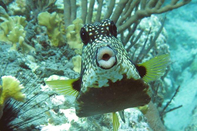 Coral Reef and Turtle Kayak Excursion - What the pro photographer actually does for you