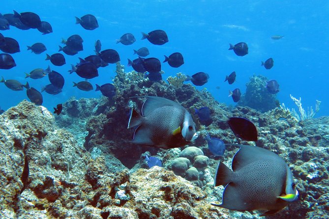 Coral Reef and Turtle Kayak Excursion - Lunch on the water break, with real food choices