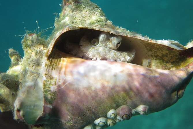 Coral Reef and Turtle Kayak Excursion - Stop 2: snorkeling with sea turtles in their bay