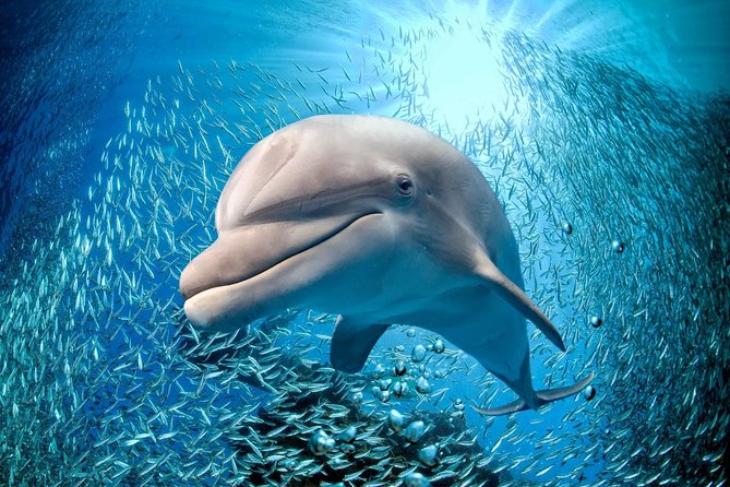Coral World Ocean Park General Admission Ticket - How the General Admission Plan Works (and why it feels flexible)