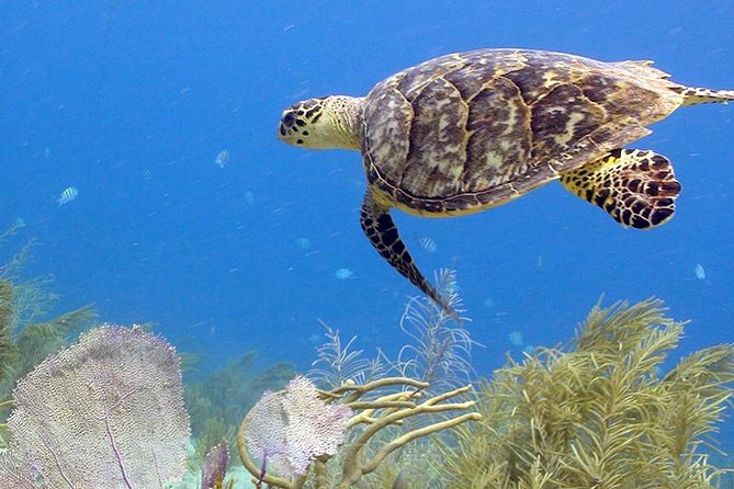 Coral World Ocean Park General Admission Ticket - Undersea Observatory and the open-air reef: see the reef without getting wet