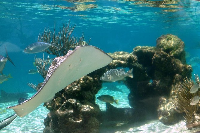 Coral World Ocean Park General Admission Ticket - Shark Shallows and the presentations: scheduled moments that shape your visit