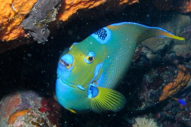 Discover Scuba Diving with No Certification in St Thomas - Included Snorkeling Stop: A Great Plan B, and an Easy Win Even After Scuba