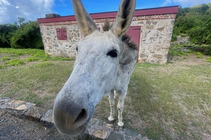 Explore St. John, Beaches and National Park Private Tour - Sea turtles, donkeys, and other small surprises you should plan for