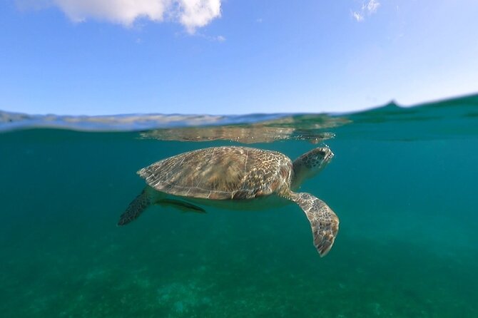 Full-Day Private Boat Charter from St. John or St. Thomas - Stop 5: Little Lameshur Bay shore time and snorkel options