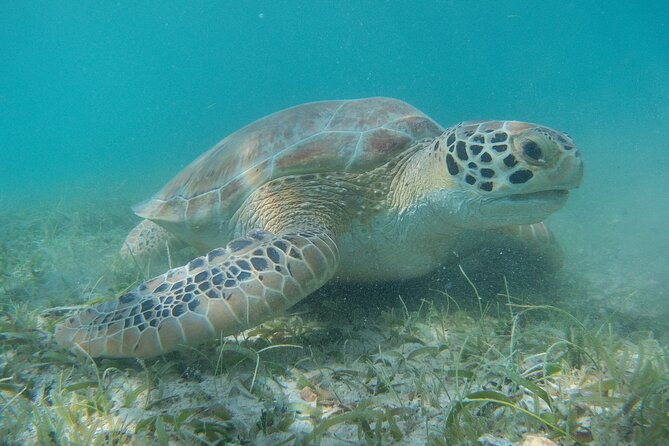 Full Day Private Charter, Snorkel St. John (12 guests, 55’ yacht) - Your 6-hour itinerary, stop by stop: beaches, turtles, and reef time