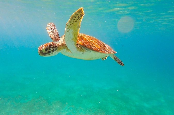 Full-Day Sailing Tour in Virgin Islands National Park - Snorkeling gear, coaching, and getting comfortable fast