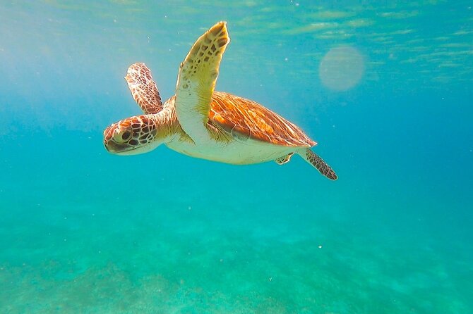 Full-Day Sailing Tour in Virgin Islands National Park - What the crew does well: attention without rushing