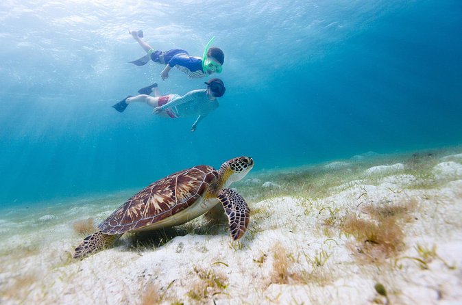 Full or Half Day Private Power Catamaran- USVI Beach and Snorkel - Maho Bay sea turtles: how to make this stop count