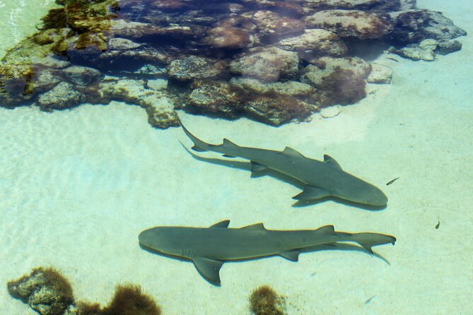 Guided Tour of Coral World Ocean Park & Happy Hour - Key things that make this tour work