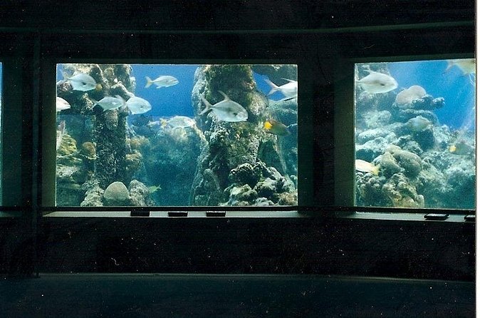 Guided Tour of Coral World Ocean Park & Happy Hour - What’s included, what to bring, and what to skip