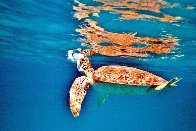 Half Day Sail and Snorkel with the Turtles - Turtles Cove snorkeling: the lesson that makes turtle encounters more likely