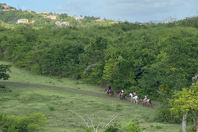 Horseback Riding Experience - The 90-Minute Ride: Rainforest Paths, Pastures, and Wildlife Chances