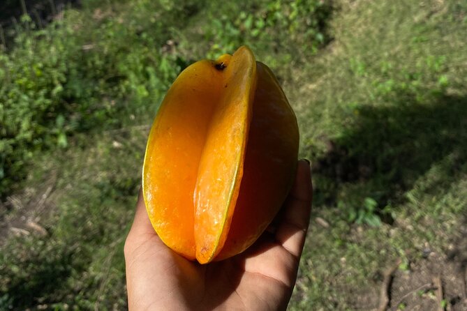 Horseback Riding Experience - Fruit Tasting and Plant Spotting: What You Gain Beyond the View