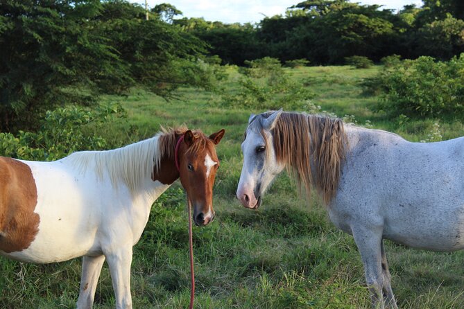 Horseback Riding Experience - Weather, Timing, and How to Plan Your Day Around This Ride