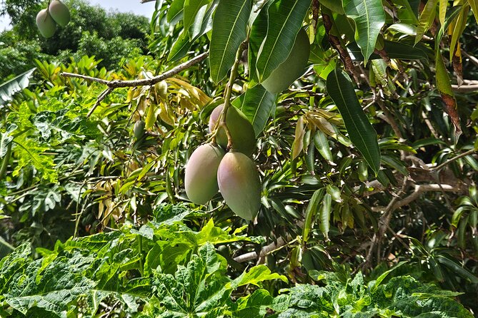 Island Eco Farm Tour with Local Treats and Sapphire Beach Time - Pacing, group size, and why families usually relax here