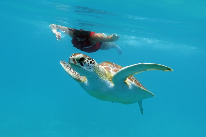 Kayak and Sea Turtle Snorkel with Beach Break - Snacks, Cooler Lunch, and the Dry Bag Advantage
