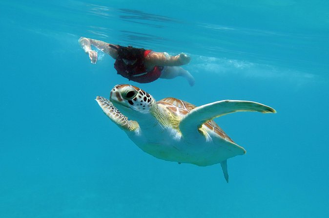 Kayak and Sea Turtle Snorkel with Beach Break - Price and Value: Why $139 Can Make Sense for This Setup
