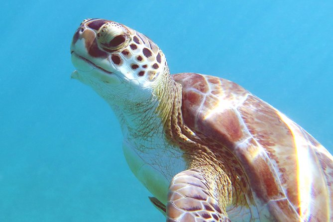 Kayak and Sea Turtle Snorkel with Beach Break - Meeting Point, Transportation, and How to Avoid the Usual Cruise-Port Headache