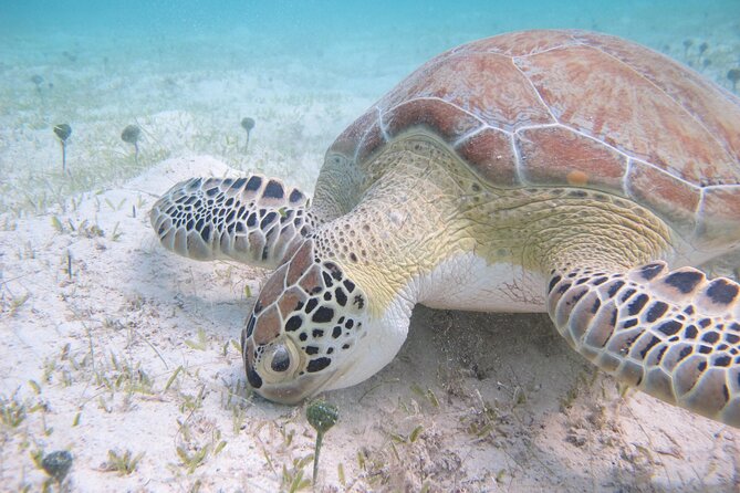 Kayak & Snorkel with Sea Turtles, National Park, St. John - How good is the value at $119 per person?