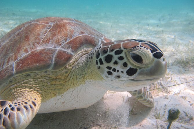 Kayak & Snorkel with Sea Turtles, National Park, St. John - Paddling in the Virgin Islands National Park waters