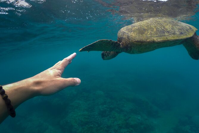 Maho Bay Turtle Snorkel with Lunch and Bar at Frenchman's Reef - The bar comes after snorkeling for a reason