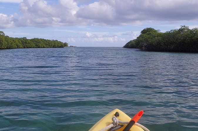Mangrove Lagoon Kayak Rental in St Thomas - Mangrove Waterways and Forest Tunnels: What You’ll Be Exploring
