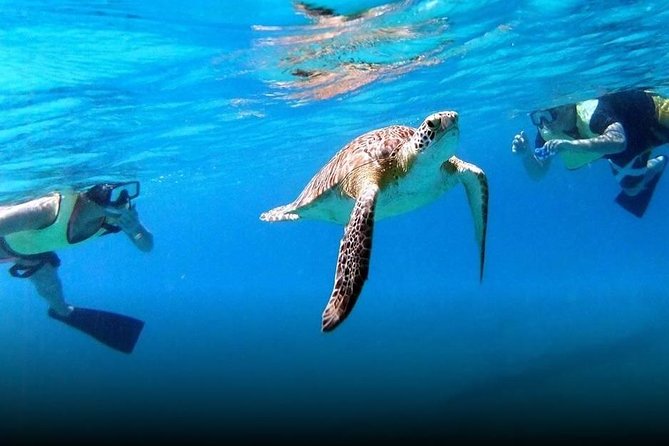 National Park Snorkeling Excursion - Reef Surfari Catamaran and the Real Pace of This Half-Day Trip