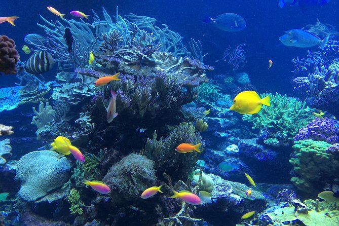 National Park Snorkeling Excursion - When the Second Stop Changes the Whole Trip (Christmas Cove and Friends)