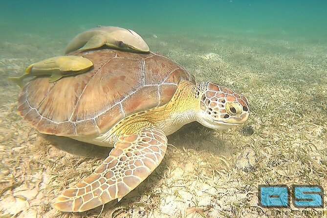 National Park Snorkeling Excursion - Your Morning Schedule: Red Hook to Cruz Bay, Then Two Snorkel Spots