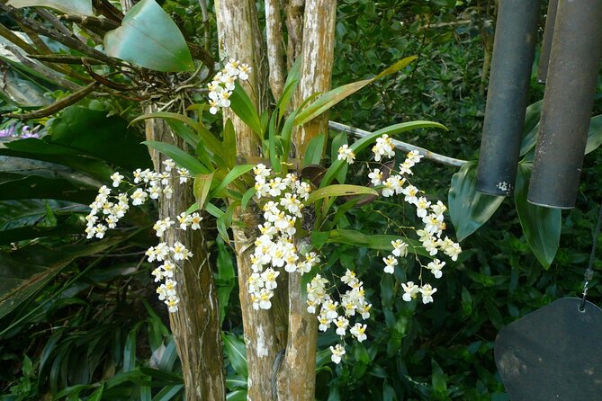 Nature and Sightseeing at Phantasea Tropical Botanical Garden - Price and value for $15.80, admission included
