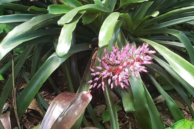 Nature and Sightseeing at Phantasea Tropical Botanical Garden - Packing tips for an easy orchid walk