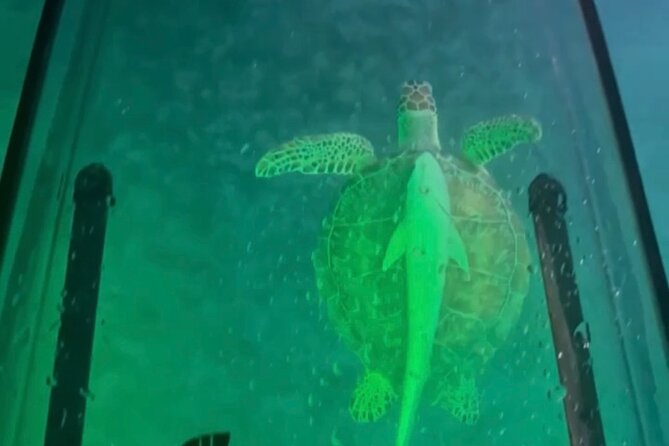 Night Kayak Tour St. Thomas - Westin Frenchman's Reef - A Small-Group Night Out: Families, Couples, and First-Timers