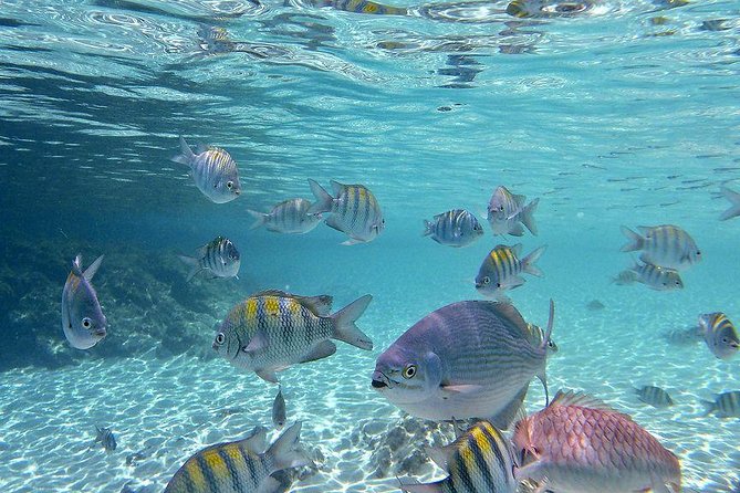 Paradise Taxi & Tours USVI-St Thomas- Airport Transfer Sapphire / Crystal Cove - Where they meet you: baggage claim, hotel lobbies, and ferry arrivals
