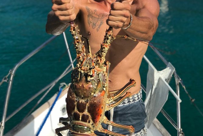 Private Day Charter Classic Sailboat - Dolphins and Wildlife: When Conditions Let Nature Join In