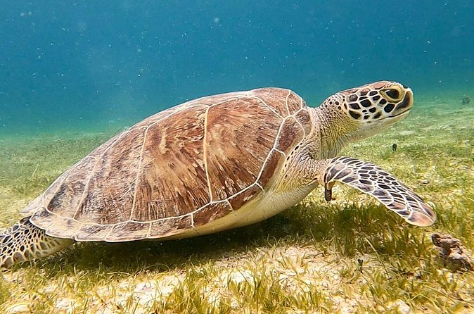 Private Full Day Charter to the British Virgin Islands from USVI - Sandy Cay: the small uninhabited island moment
